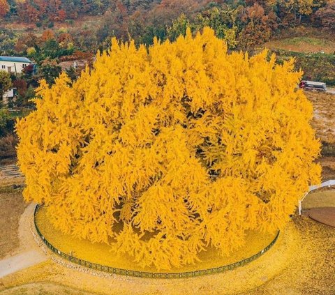 Berdaun Kuning Seperti Emas, Pohon Cantik ini Berusia Hampir 9 Abad