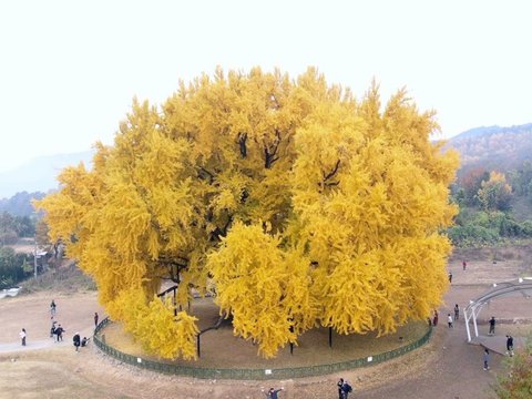 Berdaun Kuning Seperti Emas, Pohon Cantik ini Berusia Hampir 9 Abad