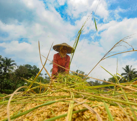 Gerakan Percepatan Tanam Padi dan Jagung, KTNA: Petani Siap Ambil Andil