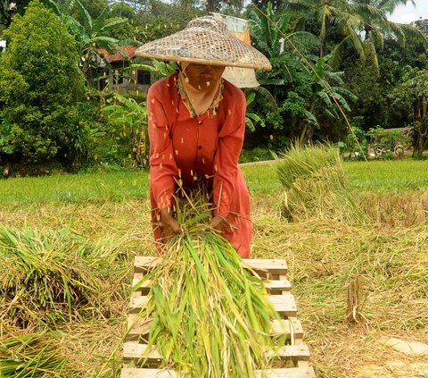 Gerakan Percepatan Tanam Padi dan Jagung, KTNA: Petani Siap Ambil Andil