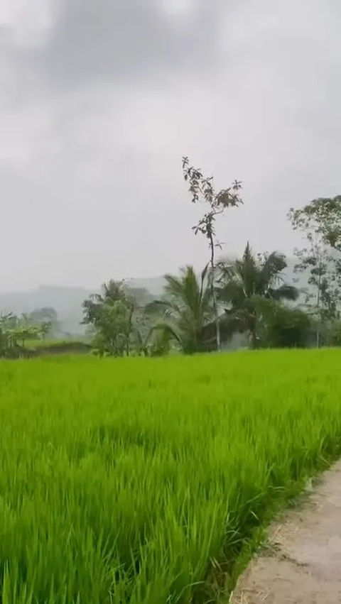 Gerakan Percepatan Tanam Padi dan Jagung, KTNA: Petani Siap Ambil Andil