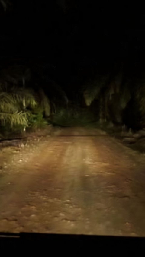 Viral! Young Man from Jambi Disappears in Palm Oil Plantation, Returns Alone in the Middle of the Night in a Dazed State after the Call to Prayer