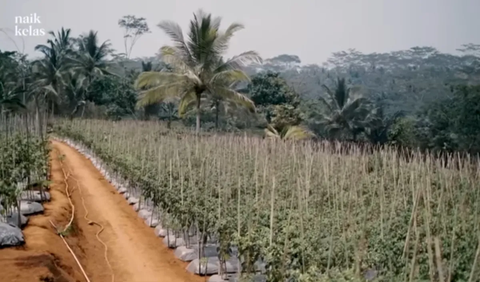 Tanaman yang ditekuni adalah komoditas hortikultura yaitu tanaman kebun, seperti cabai rawit dan melon.