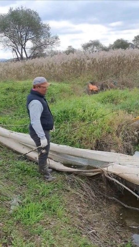 Penemuan Sisik Ular Raksasa Sampai Puluhan Meter yang Bikin Heboh