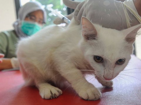 FOTO: Wujudkan Indonesia Bebas Rabies 2030, Anjing dan Kucing di Depok Divaksin Massal