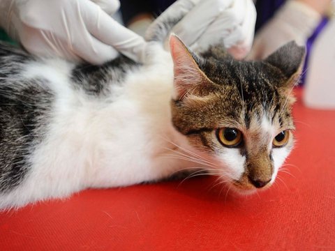 FOTO: Wujudkan Indonesia Bebas Rabies 2030, Anjing dan Kucing di Depok Divaksin Massal