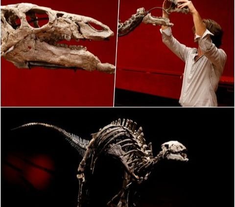 Viral Penemuan Tengkorak Dinosaurus Berusia 120 Juta Tahun, Masih Utuh!