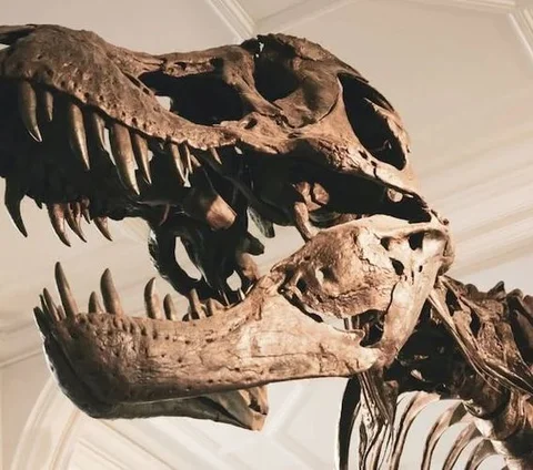 Viral Penemuan Tengkorak Dinosaurus Berusia 120 Juta Tahun, Masih Utuh!