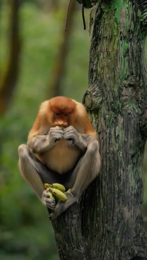 Mengenal Lebih Dekat Bekantan: Hewan Pemalu yang Punya Tingkat Stress Tinggi