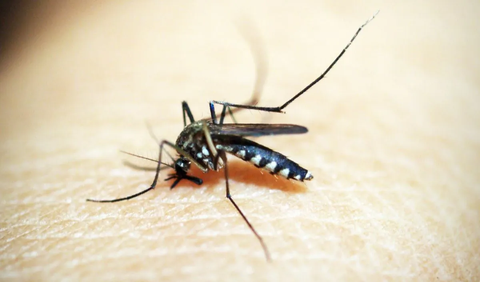 Bahkan, wolbachia sendiri telah ditemukan di dalam tubuh nyamuk aedes albopictus secara alami.<br>