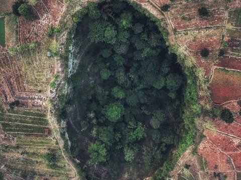 Gua Sebesar Stadion Ini Punya Hutan Bawah Tanah Eksotis, Hidden Gems Tuban yang Berpotensi Viral