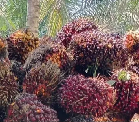 Ketua Umum Gabungan Pengusaha Kelapa Sawit Indonesia (GAPKI) Eddy Martono mengungkapkan, sepanjang tahun 2023, kinerja industri kelapa sawit tidak lebih baik dibandingkan tahun lalu.