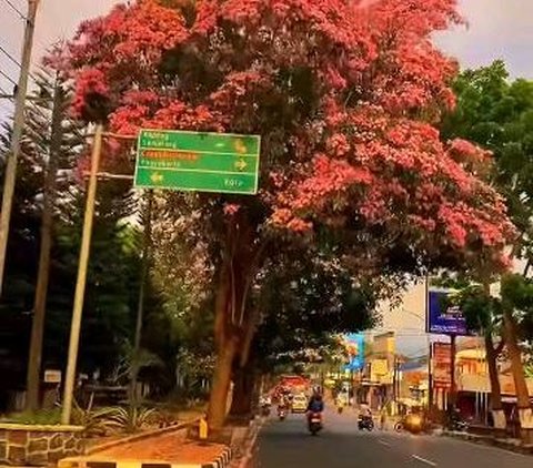 Kini Ramai Dikunjungi Warga, Ini Potret Jalanan di Magelang yang Penuh Bunga Tabebuya Bermekaran