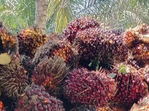 Per Agustus 2023, Industri Kelapa Sawit Sumbang Devisa Rp326,3 Triliun ke Negara