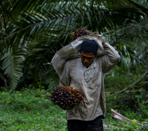 Bentuk Subholding PalmCo dan SupportingCo , PTPN III Ingin Indonesia Lepas Jeratan Impor Pangan