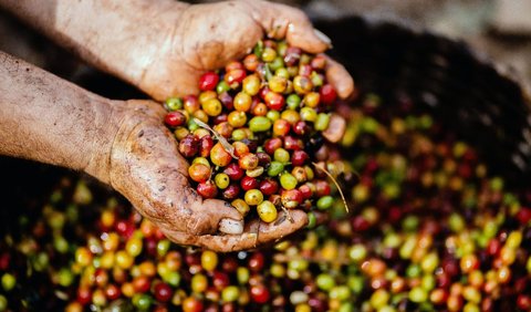 Para petani memilih buah ceri kopi yang merah secara keseluruhan, menandakan kematangan.