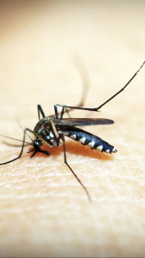 Peneliti Blak-blakan soal Nyamuk Wolbachia Hasil Rekayasa Genetik<br>