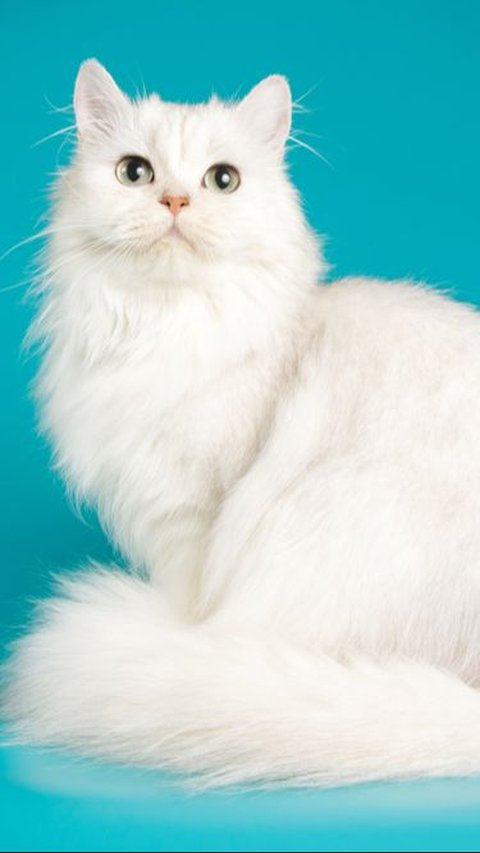 Kucing Persia yang Berbulu Panjang
