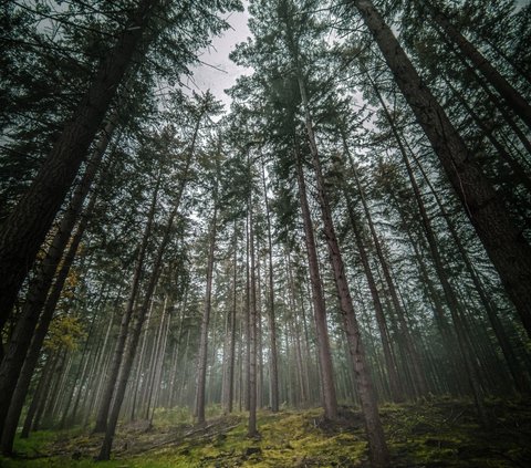 Studi tersebut menunjukkan bahwa jika tingkat oksigen yang sama dapat ditemukan di planet yang jauh, maka kondisinya mungkin tepat untuk keberadaan alien seperti dinosaurus.<br>