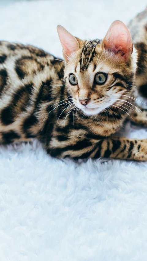 Kucing Bengal dengan Corak seperti Leopard yang Jadi Khasnya