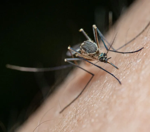 Membedah Cara Kerja Nyamuk Wolbachia Lumpuhkan DBD