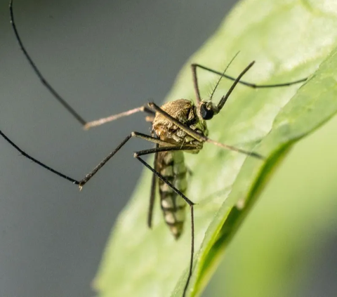 Membedah Cara Kerja Nyamuk Wolbachia Lumpuhkan DBD