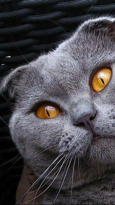 Obat Mata Kucing Berair Berdasarkan Penyebabnya
