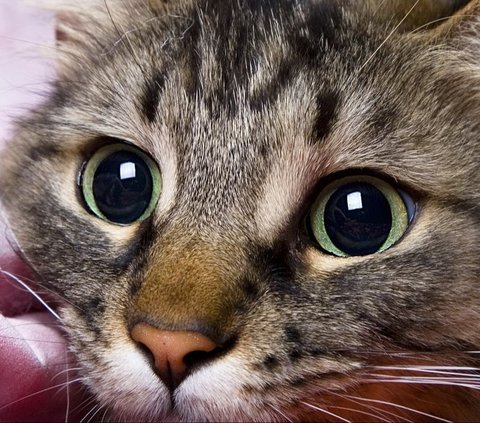Obat Kucing Sakit Mata Berair dan Belekan, Ketahui Cara Menangani dan Merawatnya