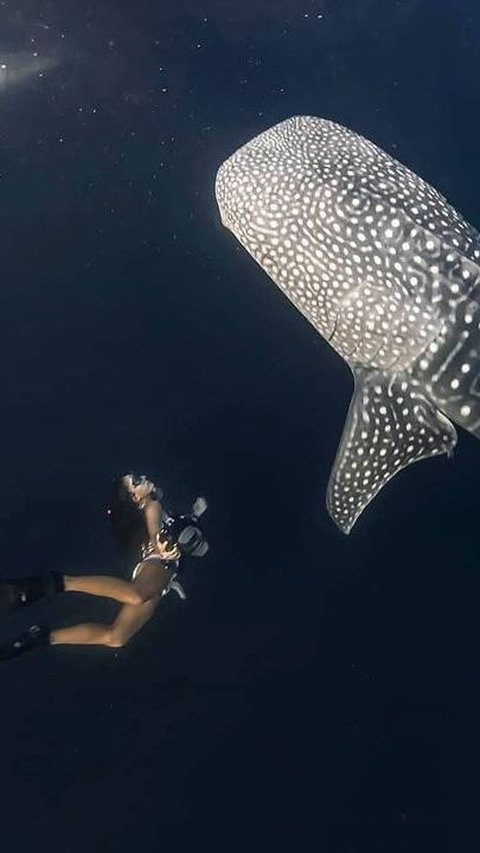 Momen saat Nikita menyelam bebas di laut bersama dengan hiu tutul.<br>