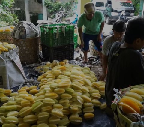 Gagal Jadi Tentara, Pria Asal Depok Ini Beralih Jadi Petani Belimbing dan Raup Omzet Rp450 Juta Per Bulan