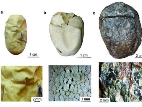 Ilmuwan Ungkap Bentuk Telur Dinosaurus Pertama, Ternyata Tidak Seperti yang Kita Bayangkan