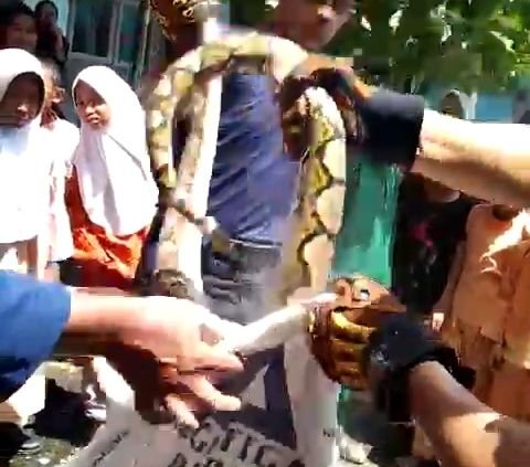 Heboh Penampakan Ular Piton Muncul di Kloset Sekolah Dasar di Riau, Damkar Turun Tangan