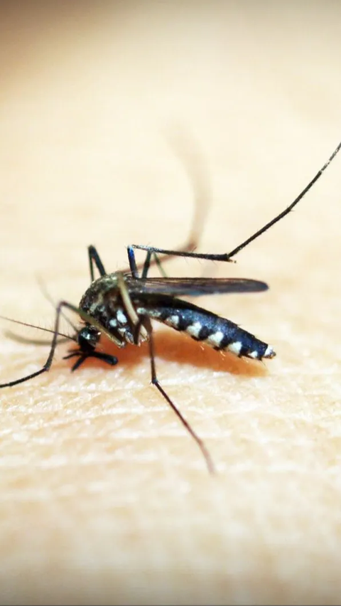 Mulai Disebar ke Alam, Ini Fakta-Fakta Nyamuk Wolbachia yang Bisa Bikin Aedes Aegypti Mandul