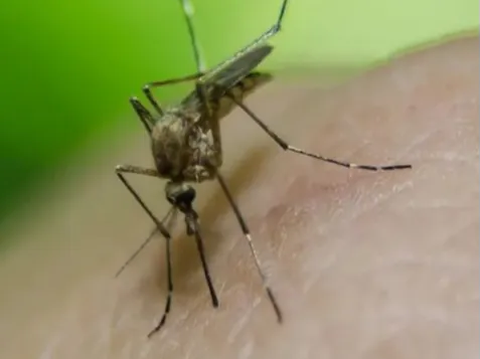 Mulai Disebar ke Alam, Ini Fakta-Fakta Nyamuk Wolbachia yang Bisa Bikin Aedes Aegypti Mandul