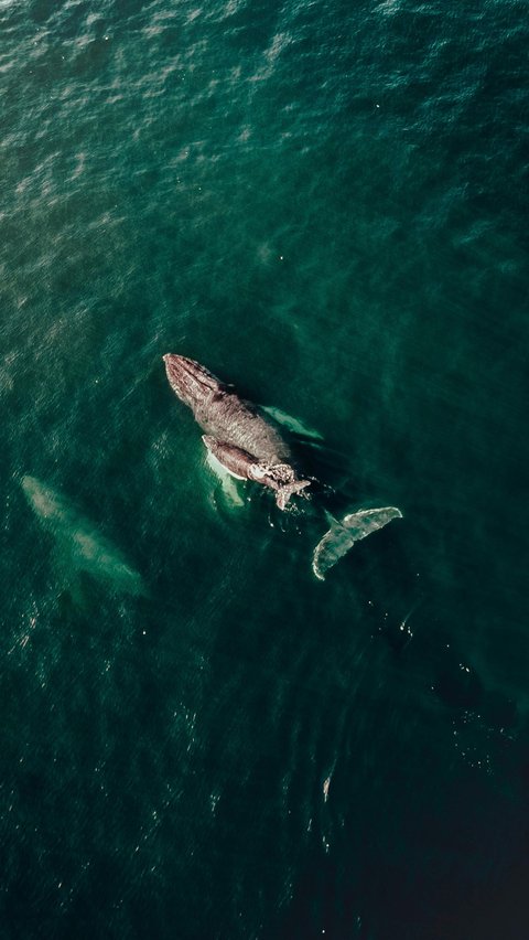 The Loneliest 52 Hz Whale, Benarkah Paus Paling Kesepian di Dunia, Tak Punya Kawanan hingga Pasangan Hidup?