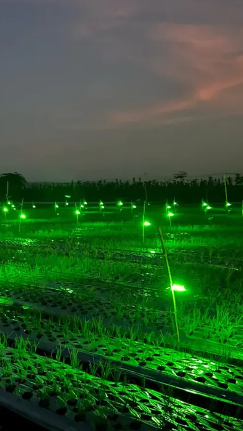 Usir Hama dengan Lampu Gemerlap di Sawah, Petani Bawang Merah Banyuwangi Hasilkan Cuan Melimpah