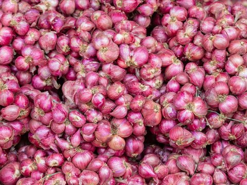 Usir Hama dengan Lampu Gemerlap di Sawah, Petani Bawang Merah Banyuwangi Hasilkan Cuan Melimpah