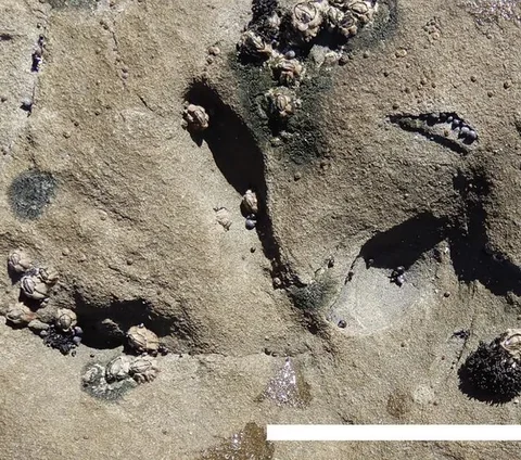 Peneliti Temukan Jejak Kaki Berusia 120 Juta Tahun Pada Lapisan Batuan Laut