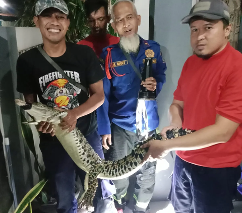 Heboh 'Buaya Dedi' Bikin Takut Warga Pamulang, Akhirnya Dievakuasi Damkar