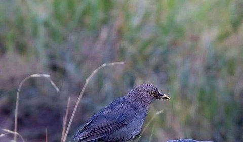 2. Burung Kyai Jalak <br>