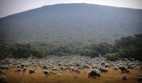 1. Alun-Alun Surya Kencana