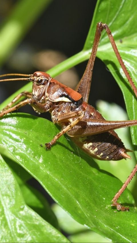 Apa Saja Makanan Jangkrik yang Bagus? Peternak Pemula Wajib Tahu Agar Cepat Panen