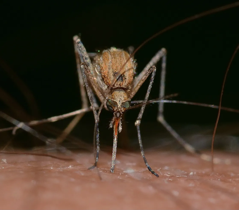 PDIP Sebut Penelitian Nyamuk Wolbachia Salahi Aturan, Apalagi Jika Ada Hibah dari Asing