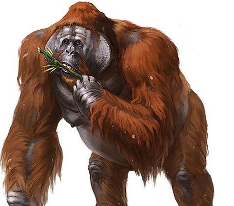 Fakta King Kong Purba Raksasa di Zaman Purba yang Fosilnya Ditemukan di Tegal