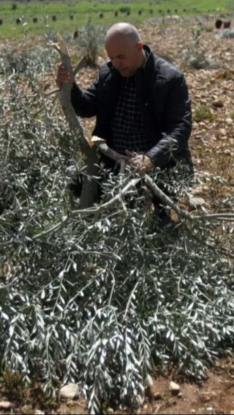 Israel Musnahkan 3.000 Pohon Zaitun Palestina, Warisan Nenek Moyang yang Telah Ditanam Selama Berabad-Abad