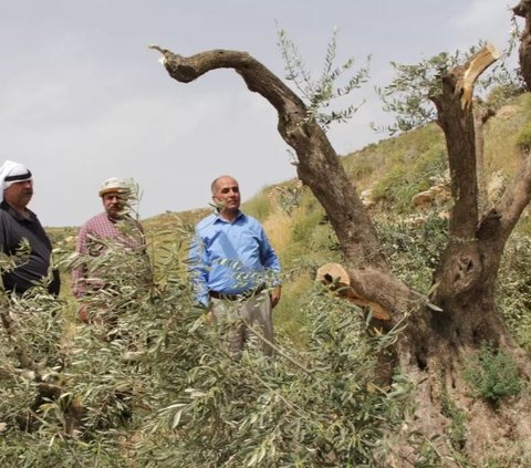 Israel Musnahkan 3.000 Pohon Zaitun Palestina, Warisan Nenek Moyang yang Telah Ditanam Selama Berabad-Abad