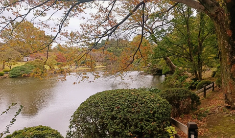 9. Jam Buka dan Cara Mengunjungi Shinjuku Gyoen