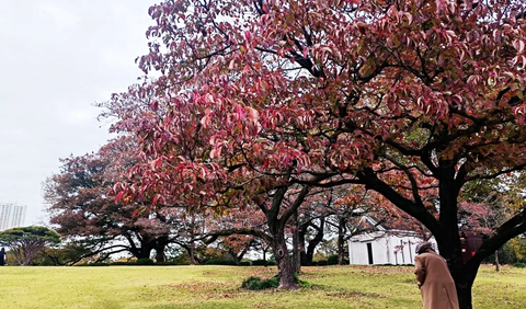 10. Shinjuku Gyoen Tutup setiap Senin