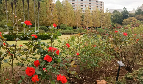 4. Shinjuku Gyoen Menampilkan Keindahan Khas Jepang hingga Prancis