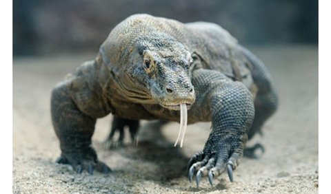 <b>1. Komodo</b>